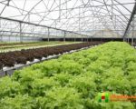 ปลูกผักไร้ดิน การปลูกผักไร้ดิน การปลูกพืชไร้ดิน hydroponics..